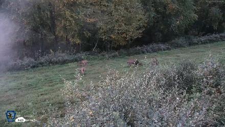 Pennsylvania Elk Live Webcam - Oct 2, 2026, 6:56am EDT