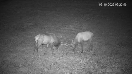 Pennsylvania Elk Live Webcam - Sep 10, 2025, 5:23am EDT