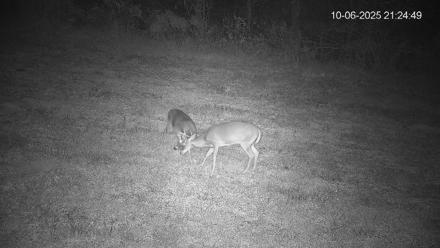 Pennsylvania Elk Live Webcam - Oct 6, 2025, 9:25pm EDT