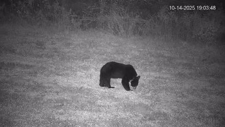 Pennsylvania Elk Live Webcam - Oct 14, 2025, 7:04pm EDT