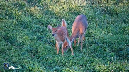 Pennsylvania Elk Live Webcam - Sep 5, 2026, 6:50pm EDT