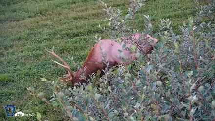 Pennsylvania Elk Live Webcam - Sep 6, 2026, 7:30pm EDT