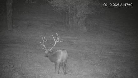 Pennsylvania Elk Live Webcam - Sep 10, 2025, 9:18pm EDT