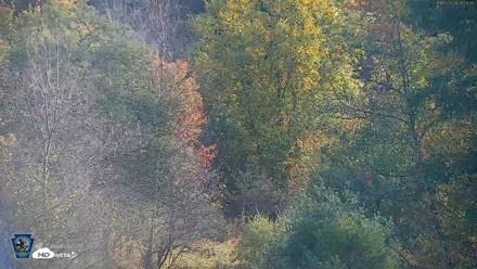 Pennsylvania Elk Live Webcam - Oct 3, 2026, 8:56am EDT