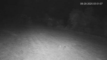 Pennsylvania Elk Live Webcam - Sep 20, 2025, 3:51am EDT