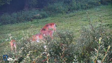 Pennsylvania Elk Live Webcam - Sep 6, 2026, 7:02am EDT
