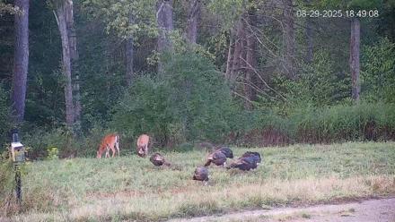 Pennsylvania Elk Live Webcam - Aug 29, 2025, 6:49pm EDT