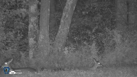 Pennsylvania Elk Live Webcam - Sep 26, 2026, 8:23pm EDT