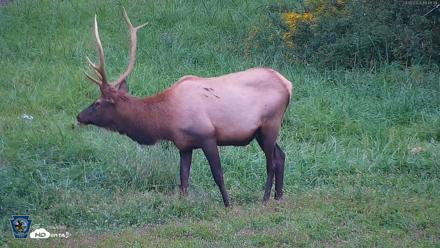 Pennsylvania Elk Live Webcam - Sep 8, 2026, 6:49pm EDT