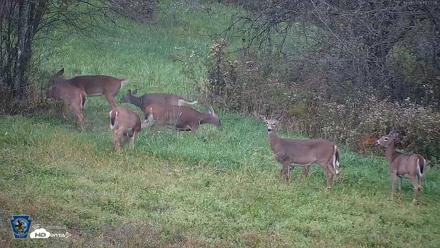 Pennsylvania Elk Live Webcam - Oct 1, 2026, 6:53pm EDT