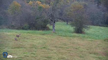Pennsylvania Elk Live Webcam - Oct 1, 2026, 7:27am EDT