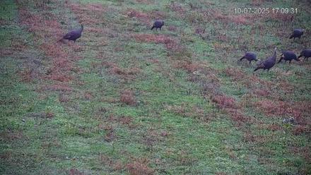 Pennsylvania Elk Live Webcam - Oct 7, 2025, 5:10pm EDT
