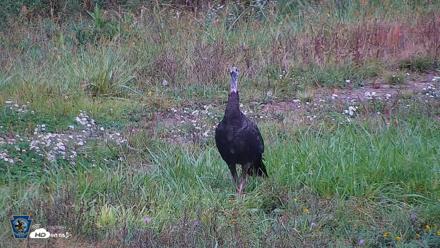 Pennsylvania Elk Live Webcam - Oct 1, 2026, 12:59pm EDT