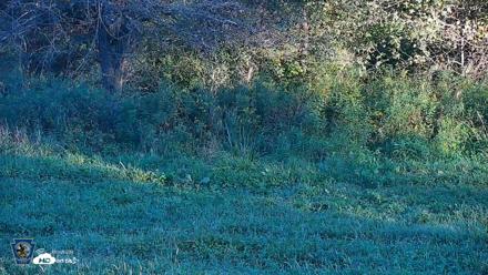 Pennsylvania Elk Live Webcam - Sep 5, 2026, 6:23pm EDT