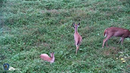 Pennsylvania Elk Live Webcam - Oct 2, 2026, 5:28pm EDT