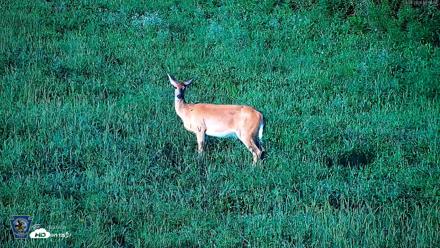 Pennsylvania Elk Live Webcam - Aug 21, 2026, 6:52pm EDT