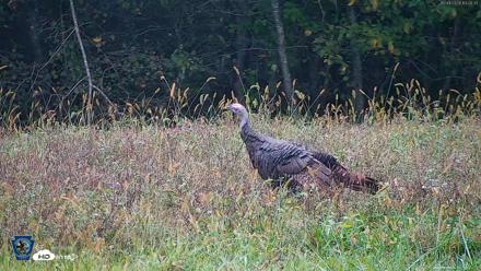 Pennsylvania Elk Live Webcam - Oct 1, 2026, 1:05pm EDT
