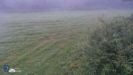 Pennsylvania Elk Live Webcam - Sep 7, 2026, 6:49am EDT