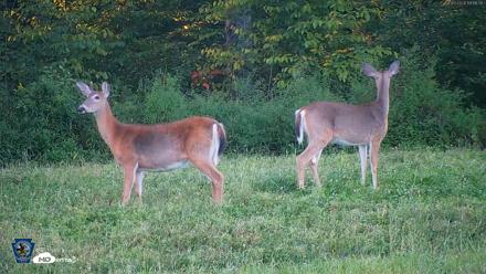 Pennsylvania Elk Live Webcam - Sep 5, 2026, 7:12pm EDT