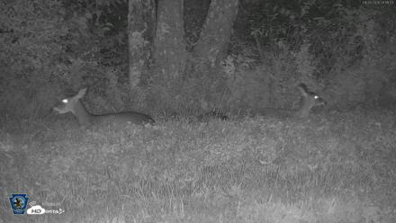 Pennsylvania Elk Live Webcam - Sep 26, 2026, 8:12pm EDT