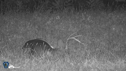 Pennsylvania Elk Live Webcam - Sep 29, 2026, 4:55am EDT