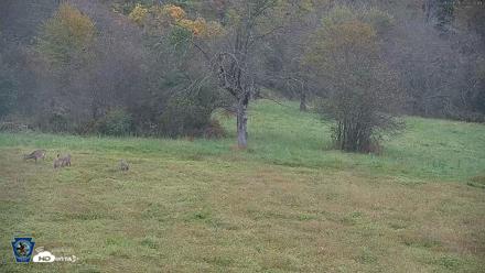 Pennsylvania Elk Live Webcam - Oct 1, 2026, 7:25am EDT