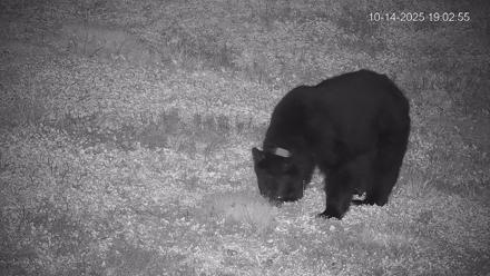 Pennsylvania Elk Live Webcam - Oct 14, 2025, 7:04pm EDT