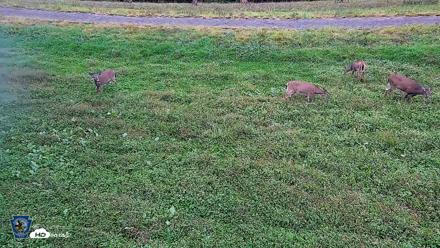 Pennsylvania Elk Live Webcam - Sep 29, 2026, 6:23pm EDT