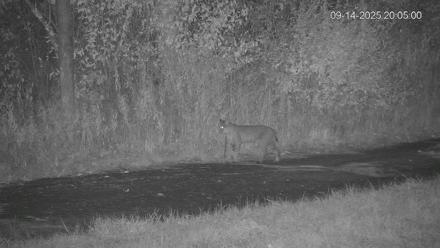 Pennsylvania Elk Live Webcam - Sep 14, 2025, 8:05pm EDT