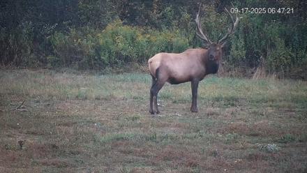 Pennsylvania Elk Live Webcam - Sep 17, 2025, 6:48am EDT
