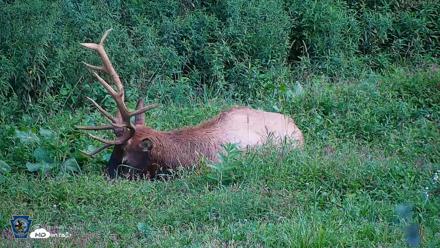 Pennsylvania Elk Live Webcam - Aug 27, 2026, 6:49pm EDT