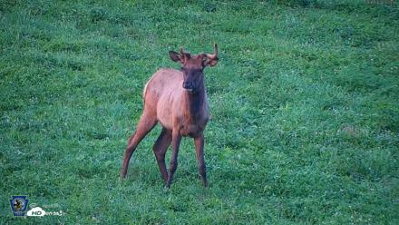 Pennsylvania Elk Live Webcam - Aug 9, 2026, 8:04pm EDT