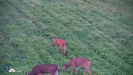 Pennsylvania Elk Live Webcam - Sep 4, 2026, 7:14pm EDT