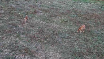 Pennsylvania Elk Live Webcam - Sep 21, 2025, 6:36pm EDT