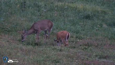 Pennsylvania Elk Live Webcam - Sep 28, 2026, 7:13pm EDT