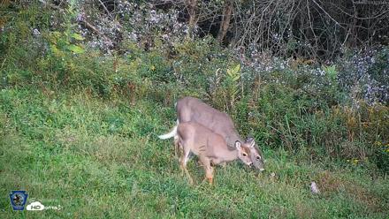Pennsylvania Elk Live Webcam - Sep 30, 2026, 5:14pm EDT