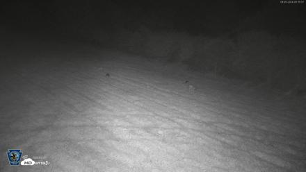 Pennsylvania Elk Live Webcam - Sep 5, 2026, 5:11am EDT