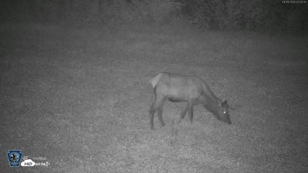 Pennsylvania Elk Live Webcam - Aug 9, 2026, 8:56pm EDT