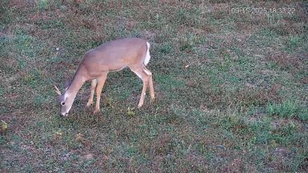 Pennsylvania Elk Live Webcam - Sep 15, 2025, 6:34pm EDT