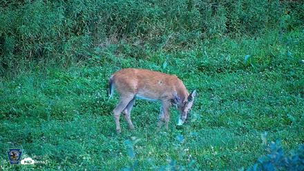 Pennsylvania Elk Live Webcam - Aug 9, 2026, 7:04pm EDT