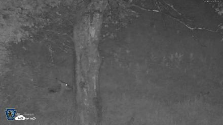 Pennsylvania Elk Live Webcam - Aug 16, 2026, 9:05pm EDT