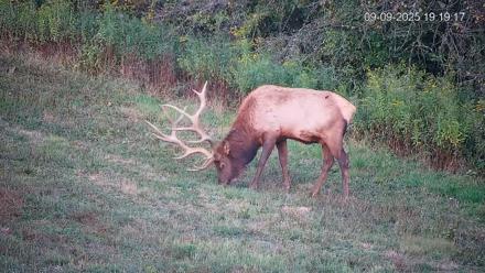 Pennsylvania Elk Live Webcam - Sep 9, 2025, 7:20pm EDT
