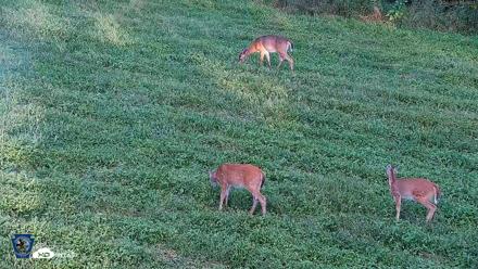 Pennsylvania Elk Live Webcam - Sep 6, 2026, 6:25pm EDT