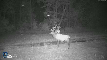 Pennsylvania Elk Live Webcam - Aug 27, 2026, 9:00pm EDT