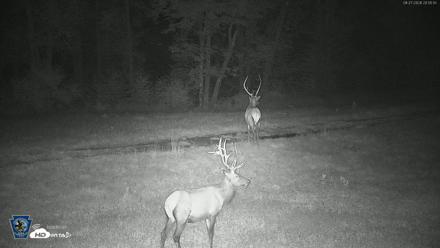 Pennsylvania Elk Live Webcam - Aug 27, 2026, 8:56pm EDT