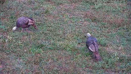 Pennsylvania Elk Live Webcam - Aug 29, 2025, 6:08pm EDT