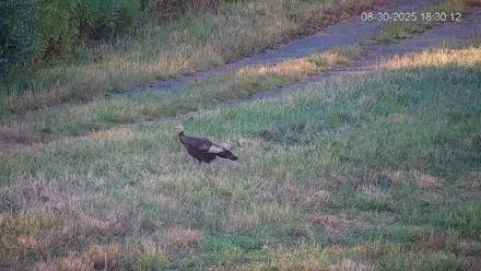 Pennsylvania Elk Live Webcam - Aug 30, 2025, 6:30pm EDT