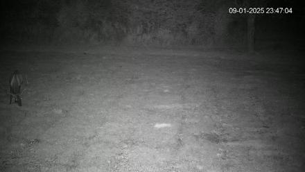 Pennsylvania Elk Live Webcam - Sep 1, 2025, 11:48pm EDT