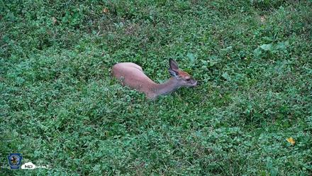 Pennsylvania Elk Live Webcam - Oct 2, 2026, 5:39pm EDT
