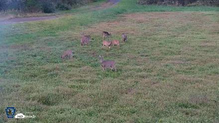 Pennsylvania Elk Live Webcam - Sep 26, 2026, 6:09pm EDT
